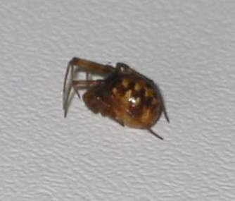 Ragno casalingo - Steatoda triangulosa